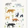 Affiche Animaux D’Asie Living Earth LILIPINSO Gris – Lilipinso 19